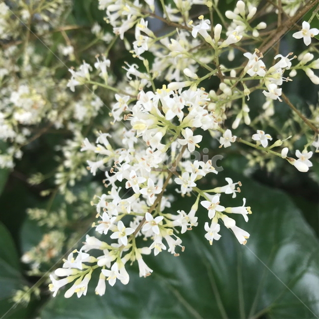 꽃,flower,하얀색,초록,식물,plant