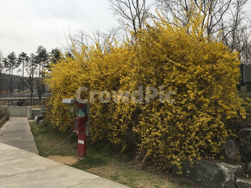 개나리,꽃,봄,노랑,개나리꽃,봄,계절,spring,season,bush,부시,vegetation,초목,plant,식물