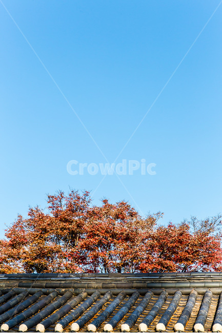 기와,선,문양,낙엽,잔풍,고택,전통가옥,가을,계절,fall,autumn,season,한국전통,한국문화,korean traditional,korean culture,건축물,건물외관,exterior,building,structure,architecture,construction,tree,나무,plant,식물