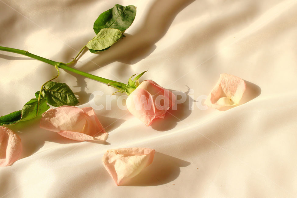 감성사진,자연,꽃,장미,색감,flower,nature,red,color,손,사람,꽃잎,장미잎,잎,꽃,flower,감성,sensible,feeling