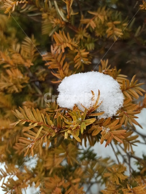 나무,전나무,fir,식물,아비,abies,plant,눈,눈꽃