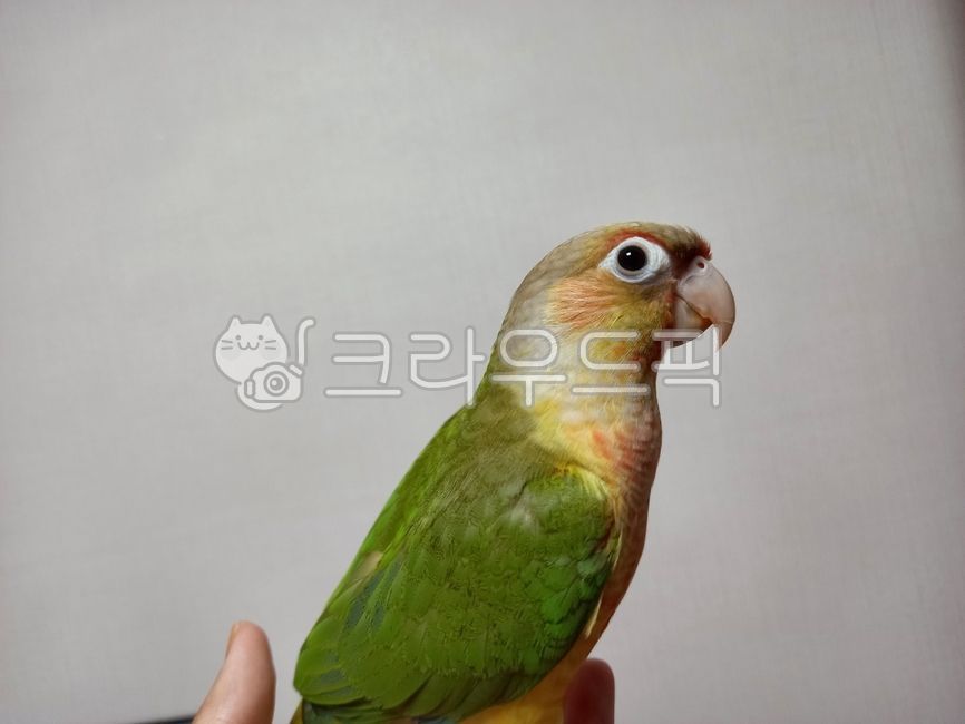 bird,conure,parrot,pet,Pineapple Conure