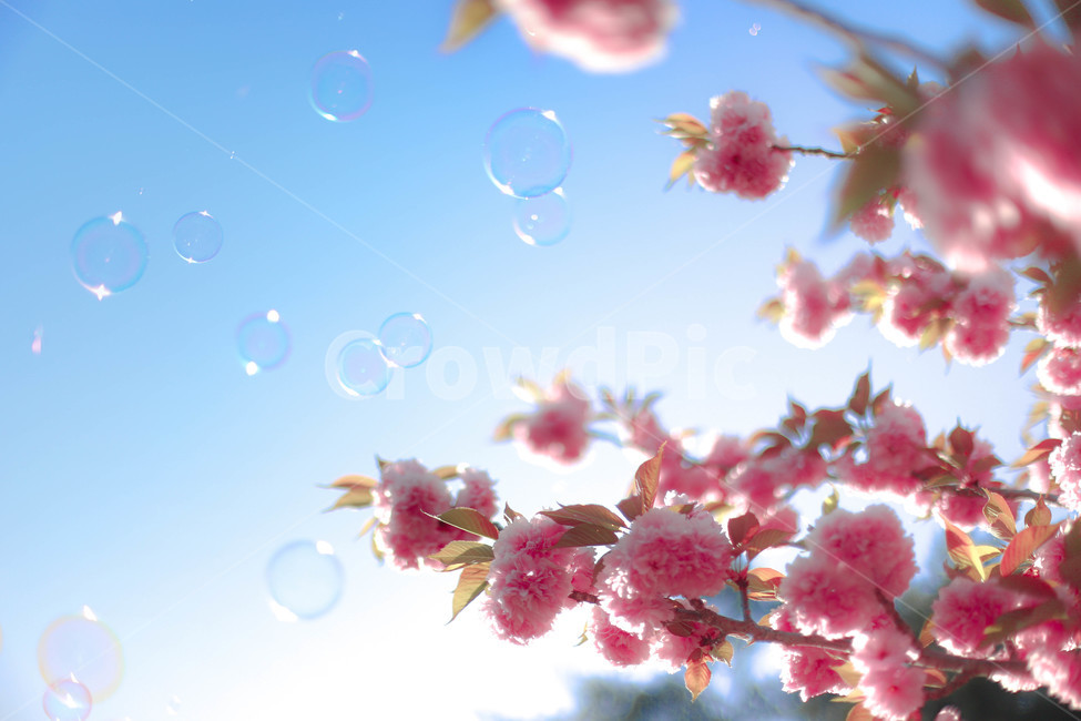 벚꽃,벚나무,겹벚꽃,하늘,비누방울,plant,식물,flower,blossom,꽃,spring,봄,봄,계절,spring,season