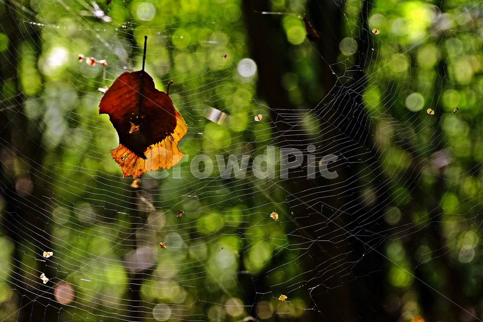 숲,낙엽,거미줄,초가을,spiderweb,web,redleaf,yellowleaf,fallingleaves,autumn,earlyfall,forest,cobweb,자연,가을,계절,fall,autumn,season