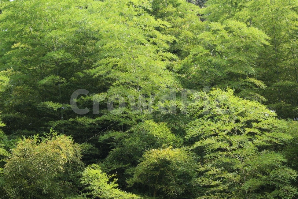 나무,식물,자연,야외,공원,정원,풍경,자연,풍경,nature,landscape,plant,vegetation,초목,tree,bush,부시