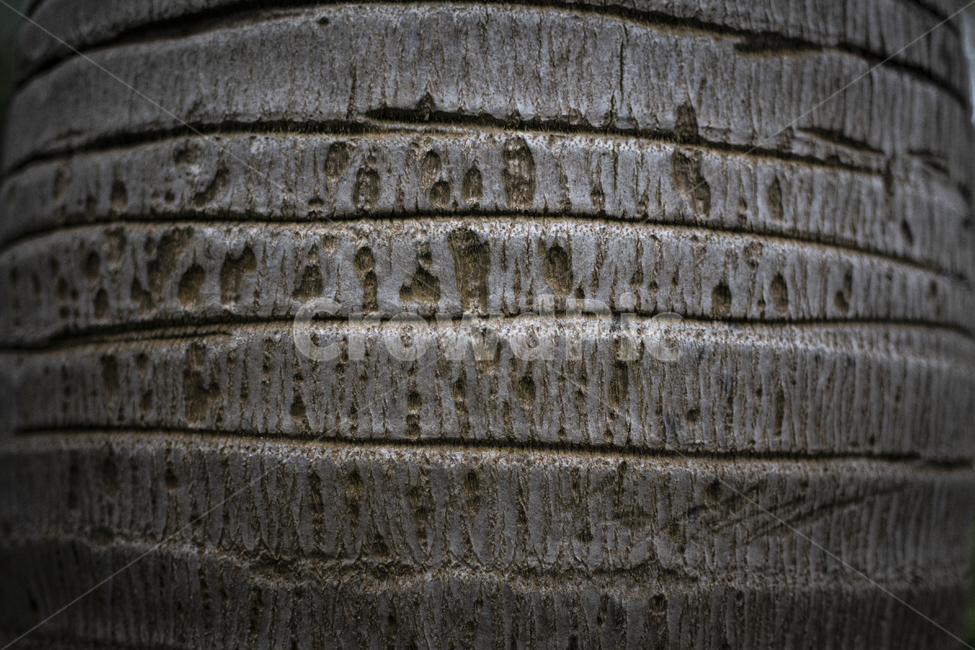나무,tree,질감,texture,treetexture