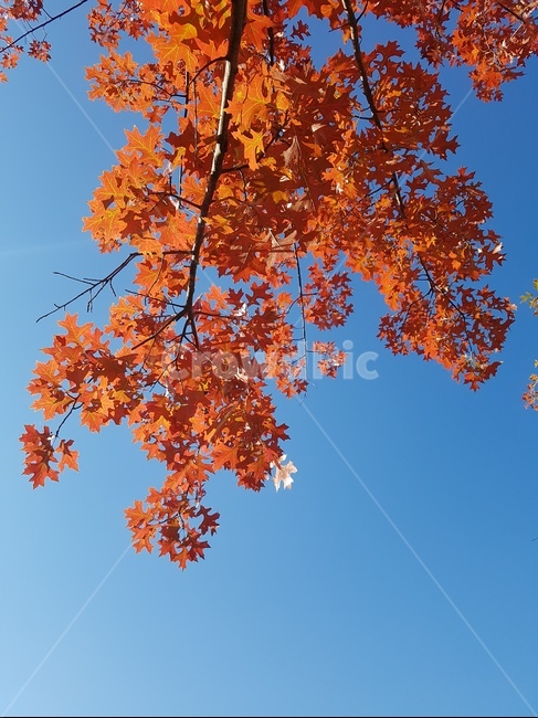 나무,단풍,하늘,빨강,가을,가을,계절,fall,autumn,season,plant,식물,leaf,잎,tree
