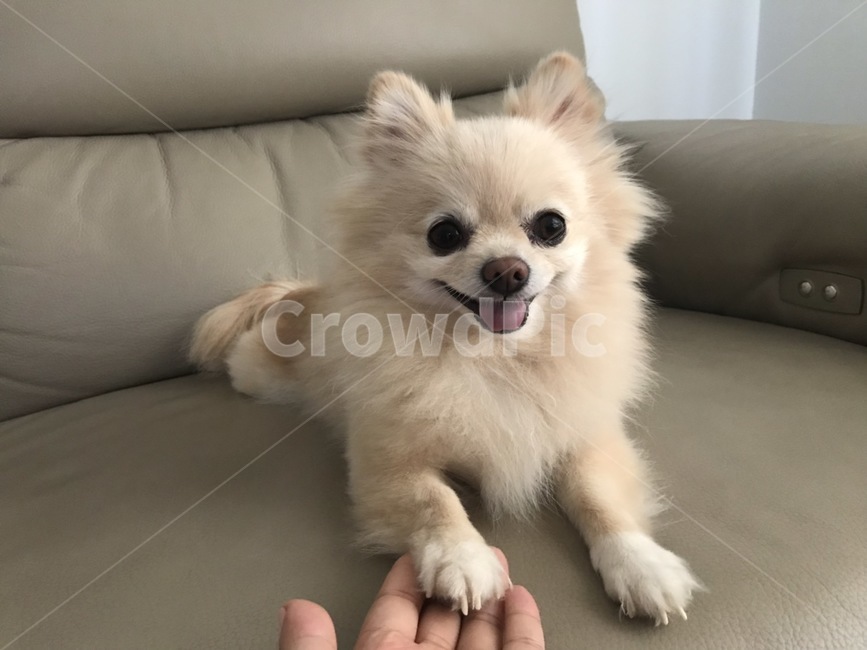 강아지,포메,포메라니안,쇼파,앉은모습,손,웃는얼굴,웃는강아지,cute,dog,puppy,lovely,creamcolor,smile,hand,동물,animal,포유류,mammal,개,강아지,dog,doggy
