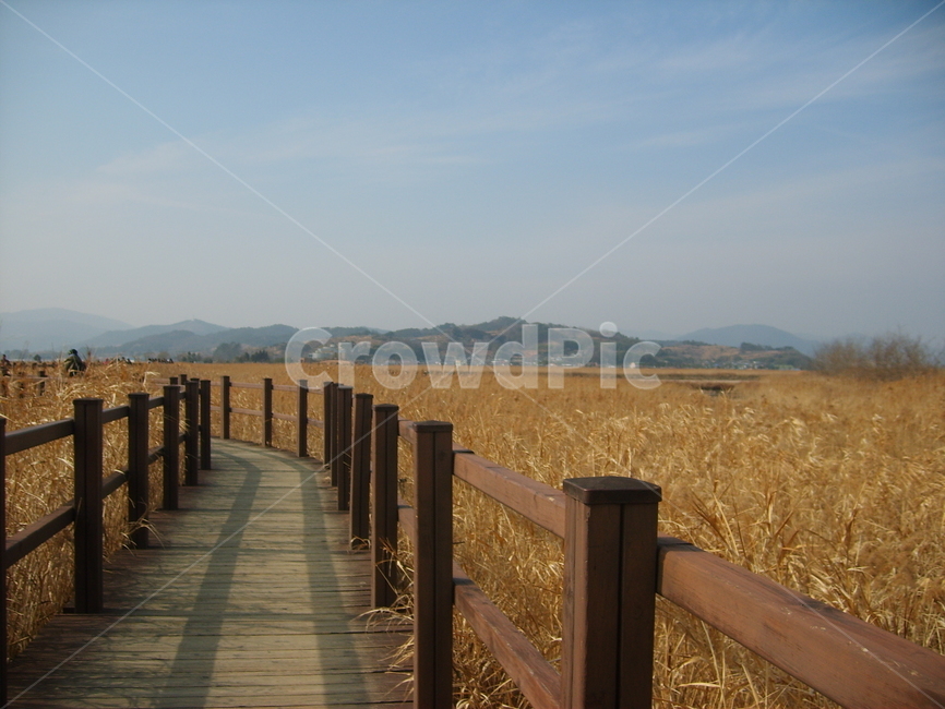 갈대,갈대밭,순천만,가을,강,하천,호수,길,나무다리,산책로,가을,계절,fall,autumn,season,bridge,다리,boardwalk,building,건물