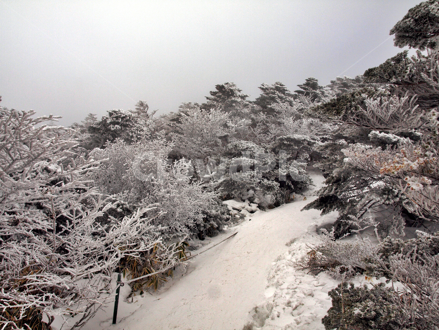 한라산,설화,눈꽃,눈,겨울,풍경,설원,설경,산,자연,제주도,겨울,계절,winter,season,제주도,jeju,jeju island,nature,outdoors,옥외,ice,얼음,snow