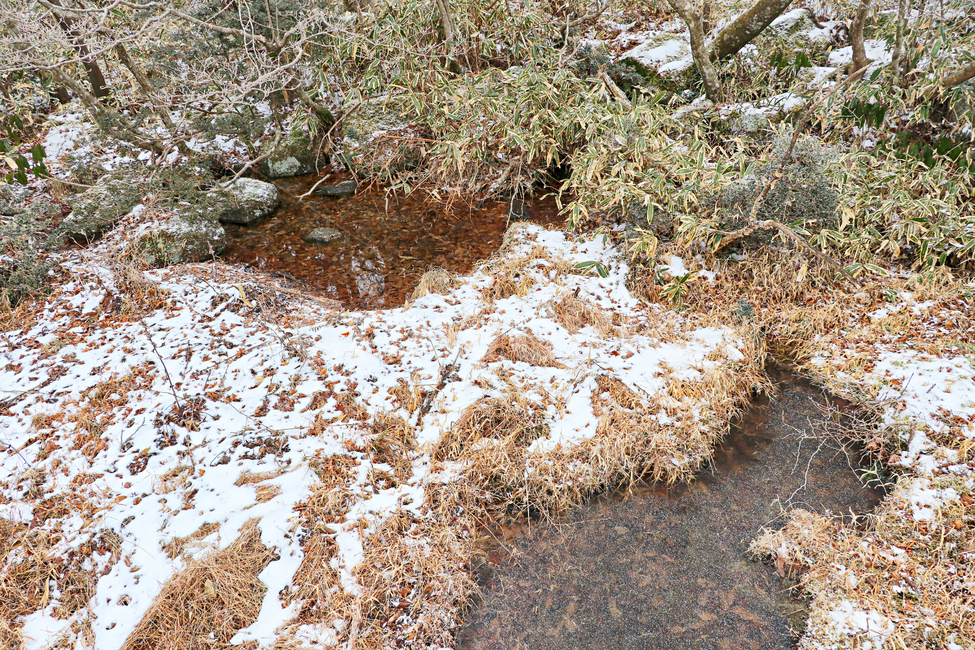 제주도,한라산,1100고지,한라산1100고지,설경,눈꽃,눈,snow,자연,nature,옥외,outdoors,습지