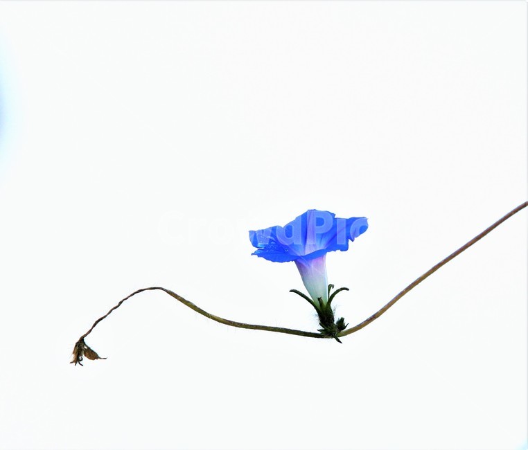 꽃,나팔꽃,식물,flower,가을,식물,자연,plants,nature,꽃,flower