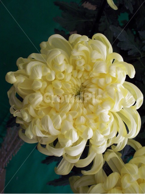 꽃,야생화,flower,식물,국화,식물,자연,plants,nature,꽃,flower