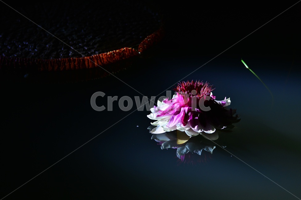 lighting,조명,plant,식물,flower,blossom,꽃,밤,야경,연꽃,수련,빅토리아연,빅토리아연꽃