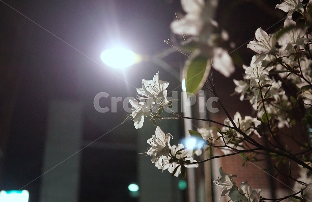꽃,철쭉,밤,가로등,새벽,새벽공기,밤공기,봄,spring,flower,flowers,streetlight,night,midnight,골목길