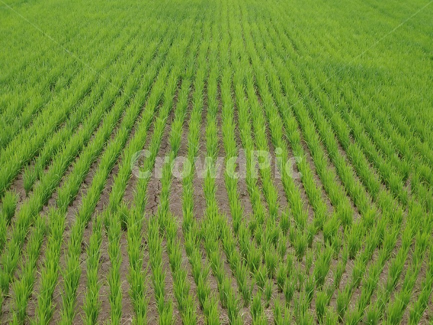 초록,들판,모내기,논,벼,들,농촌,농사,배경,green,field,rice,countryside,landscape,backgroun,agriculture,plant,식물,시골,마을,풍경,landscape,country,rural,town