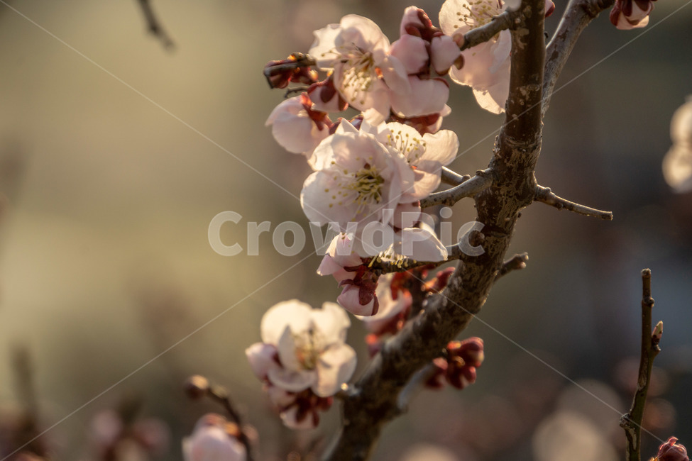꽃,매화꽃,봄꽃,봄,계절,나무,식물,자연,plants,nature,꽃,flower
