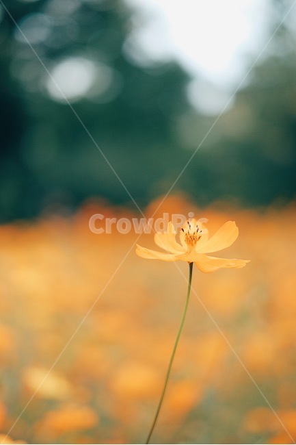 bokeh,yellow cosmos,autumn,Cosmos,Yunseul,flower