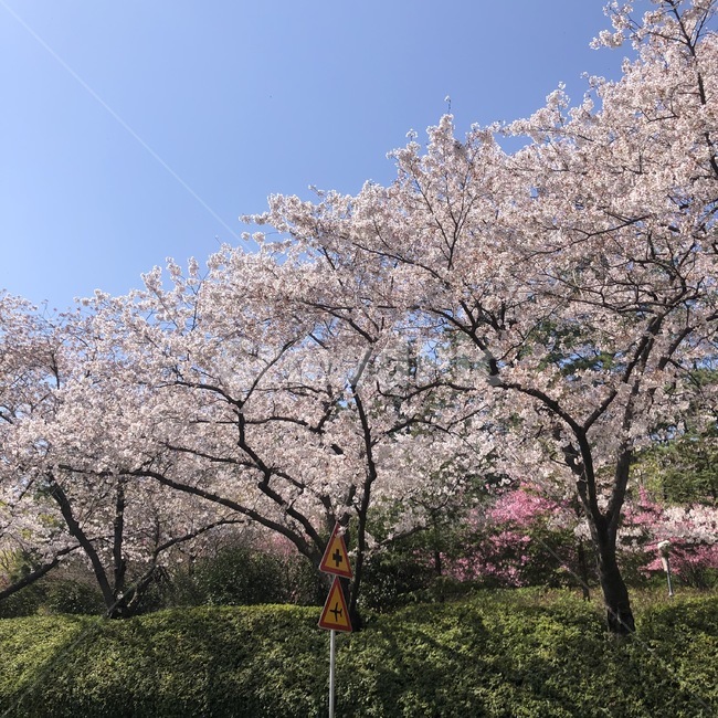 plant,식물,blossom,꽃,벚꽃,flower