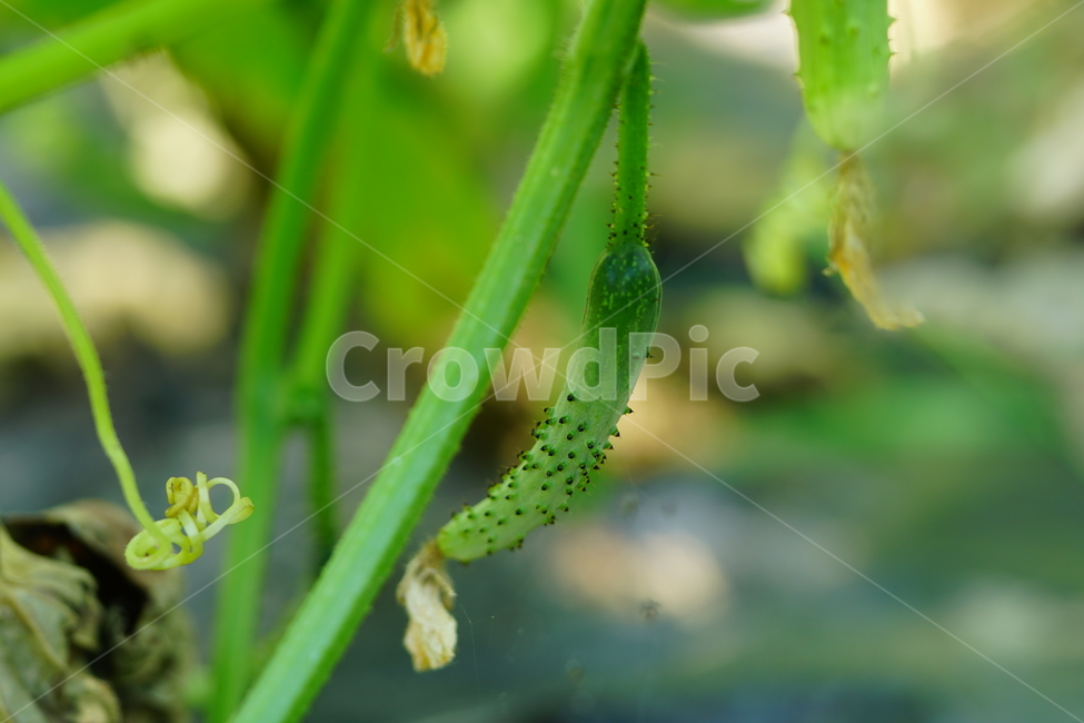 오이,야채,채소,식재료,식자재,농촌,밭,농장,밭농사,자연,field,farm,vegetable,greens,nature,cucumber,신토불이,식물,plant,시골,country,덩굴식물,넝쿨,농산물,농작물,농업,6월,june,여름,summer,음식,식재료,요리,food,cook,meal,dishes,food reserves,채소,야채,vegetables