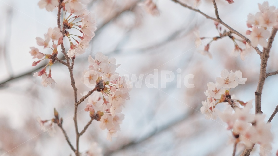 봄,벚꽃,꽃,자연,망원,봄,계절,spring,season,plant,식물,blossom,cherry blossom,flower