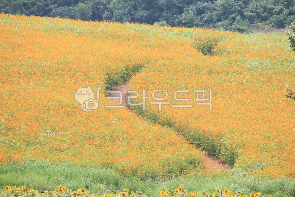 안성팜랜드,안성,팜랜드,풍경,꽃,식물,flower,금계국