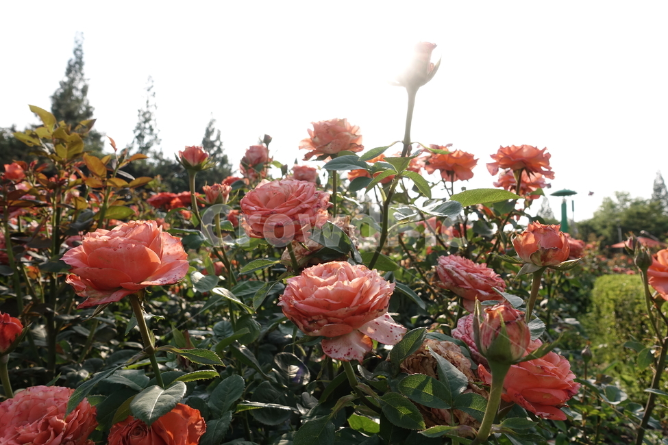 장미,하늘,장미넝쿨,꽃,자연,식물,자연,plants,nature,꽃,flower