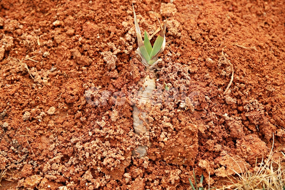 흙,밭,황토,자연,내츄럴,식물,자연,plants,nature