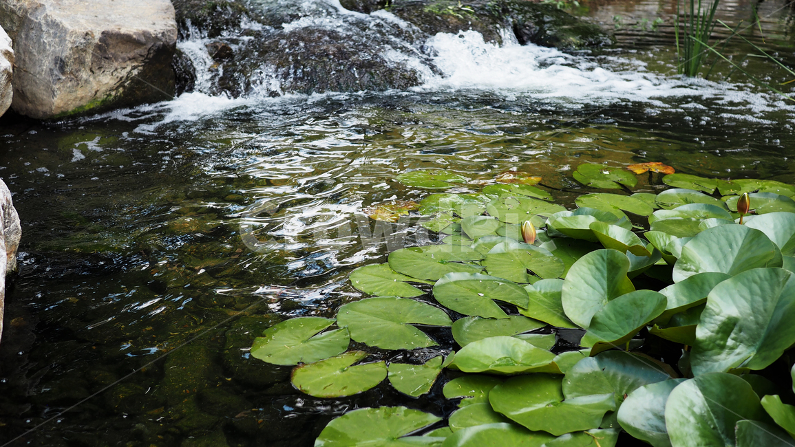 연잎,개울,물,잎사귀,lotus