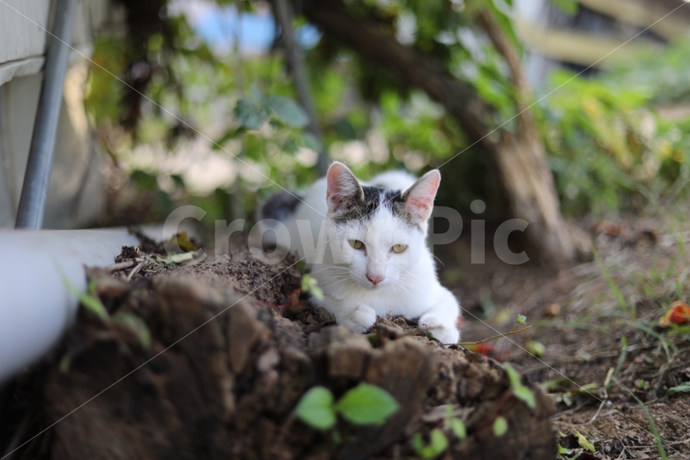 고양이,야옹이,동물,캐논사진,빛모아농원,나비,나무,놀기,동물,animal,포유류,mammal,고양이,cat,kitten,kitty