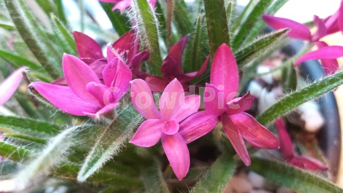 봄소식,봄꽃,예쁜꽃,식물,plant,geranium,제라늄,blossom,flower,꽃,계절,꽃사진,색상,색채,색감,spring,웹용,자연,감성,season
