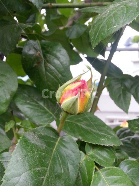 식물,flower,꽃,blossom,장미,rose,몽우리,꽃봉우리,꽃망울,식물,자연,plants,nature,꽃,flower