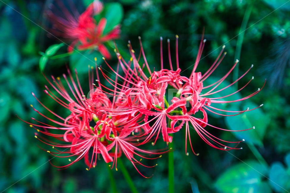상사화,꽃무릇,꽃,자연,식물,나무,plant,tree,blossom,flower,nature,불갑사,꽃밭,landscape,red,식물,자연,plants,nature,꽃,flower