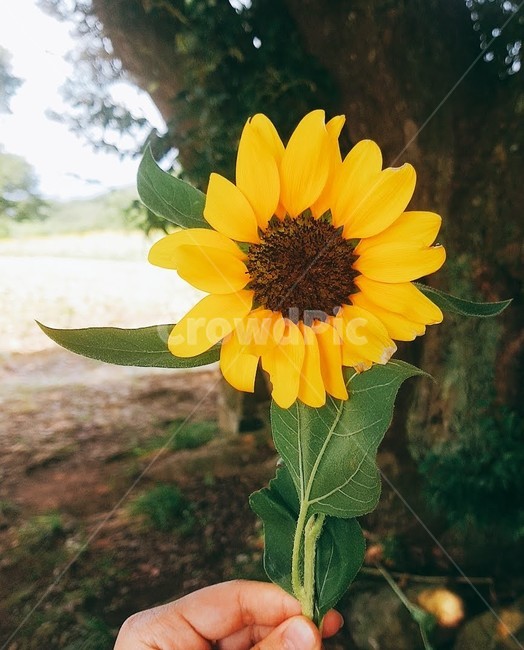 sunflower,해바라기,꽃,flower,blossom,식물,plant,nature,자연