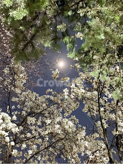 plant,식물,night,moon,산속