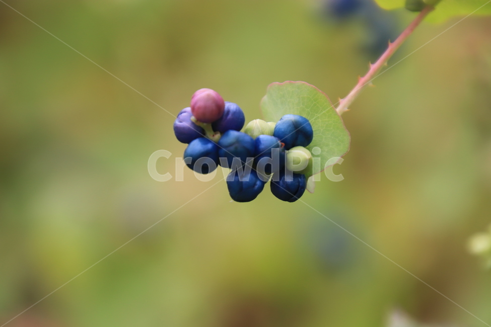 식물,덩굴식물,들,며느리배꼽,열매,식물,자연,plants,nature,과일,열매,fruit