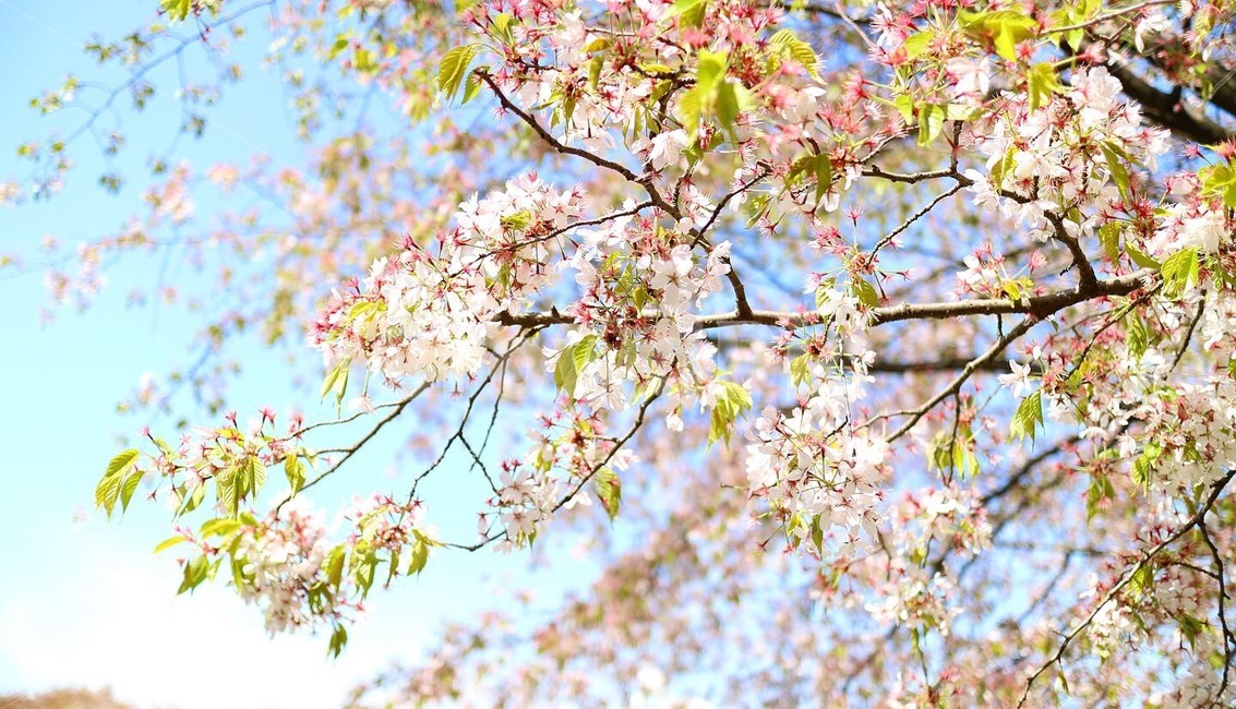 blossom,꽃,plant,식물,flower,꽃잎,벚꽃,봄풍경,봄배경화면,벚꽃배경화면,파란하늘,봄,spring,식물,자연,plants,nature,꽃,flower