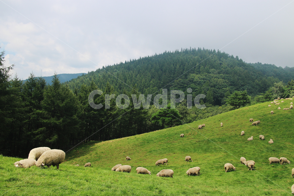 field,들,outdoors,옥외,grassland,nature,자연,sheep,양,mammal,포유류,farm,동물,animal,countryside,농촌,목초지,농장,방목,목장,양떼목장