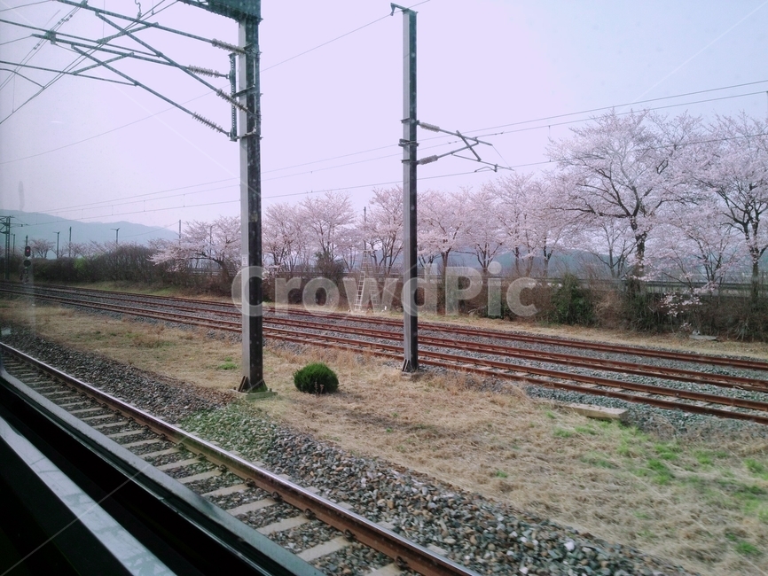 기찻길,rail,기차,blossom,자연,봄,계절,spring,season,교통,교통수단,traffic,transportation,레일,train track,railway,철도