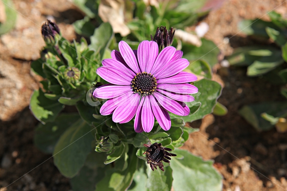 spring flowers,spring,chrysanthemum flower,Chrysanthemum,nature,plant,flowering,park,flower