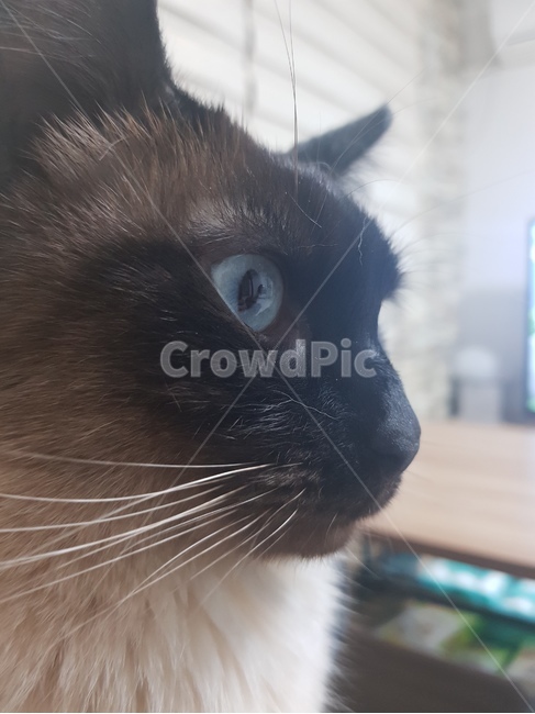 고양이,샴고양이,고양이확대범,고양이눈,고양이옆모습,동물,animal,포유류,mammal,고양이,cat,kitten,kitty