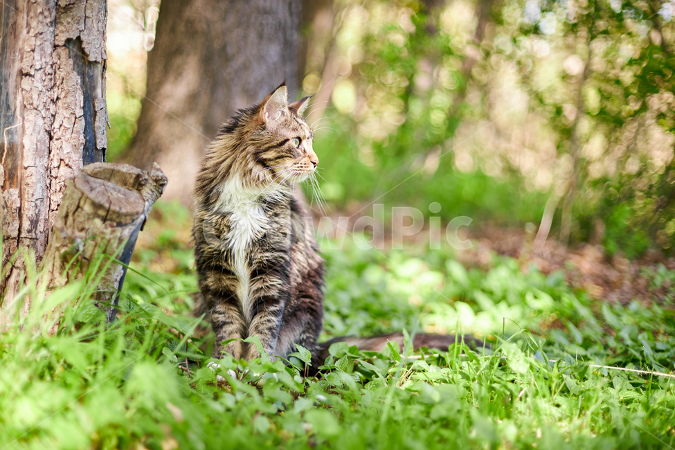 동물,animal,고양이,cat,kitten,포유류,애완동물,반려동물,애완묘,메인쿤,mainecoon,pet,산책냥이,동물,animal,포유류,mammal,고양이,cat,kitten,kitty