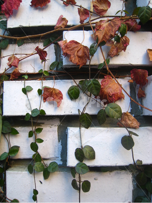 배경,나뭇잎,흰색,벽돌,무늬,감성,background,wallpaper,leaf,white,식물,자연,plants,nature