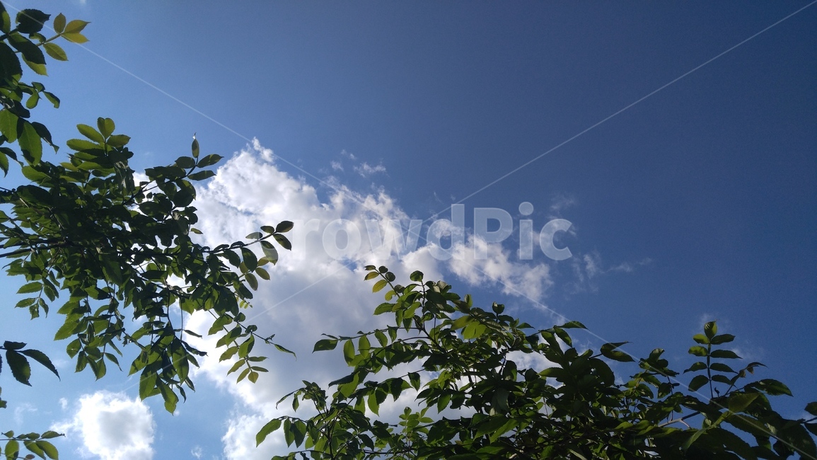 나무,식물,녹색,하늘,푸른색,구름,흰색,tree,plants,green,sky,blue,cloud,white