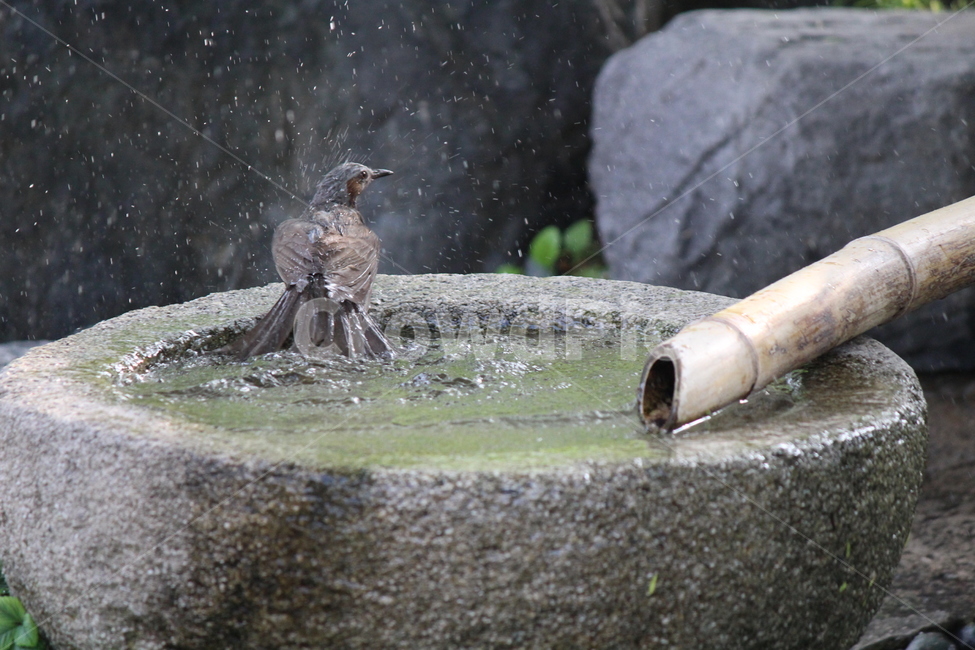 animal,동물,bird,새,목욕,shower,accipiter,매,더위,hot,물,water,동물,animal,조류,새,birds