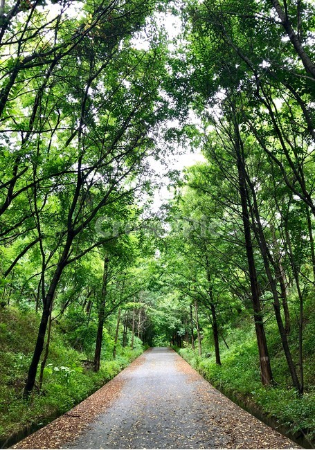 숲,나무,가로수길,산책,forest,tree,walking