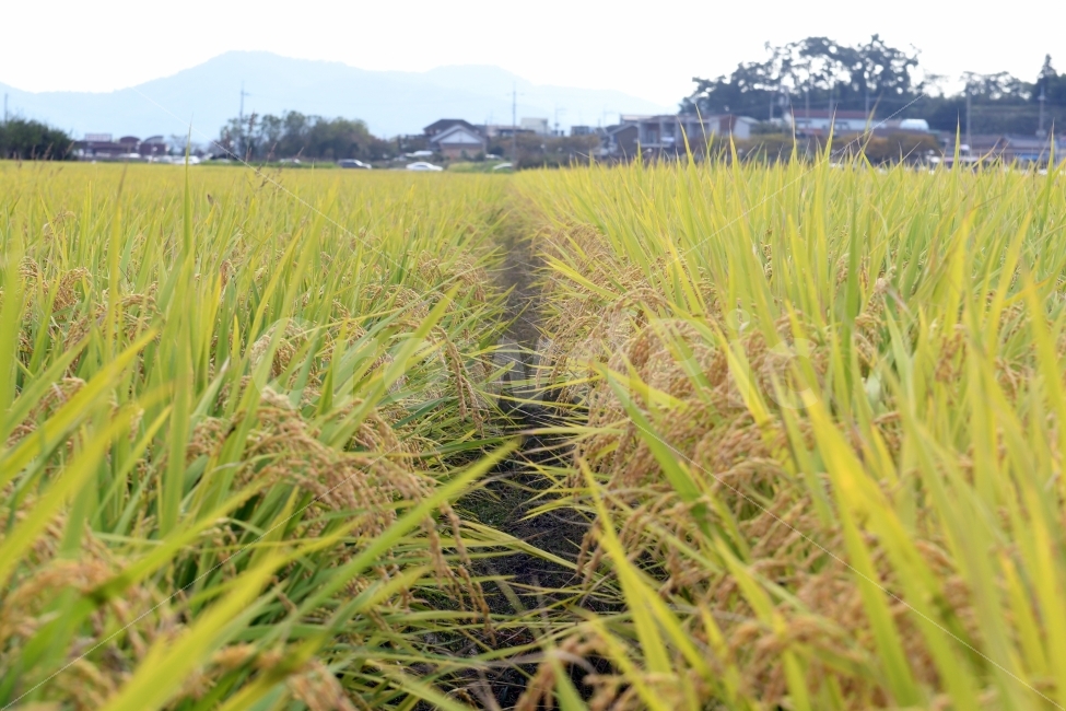 가을,추수,풍요,벼,이삭,풍년,들판,노란들판,시골,마을,풍경,landscape,country,rural,town,산업,industry,industrial,농업,농사,agriculture,farming,farming industry
