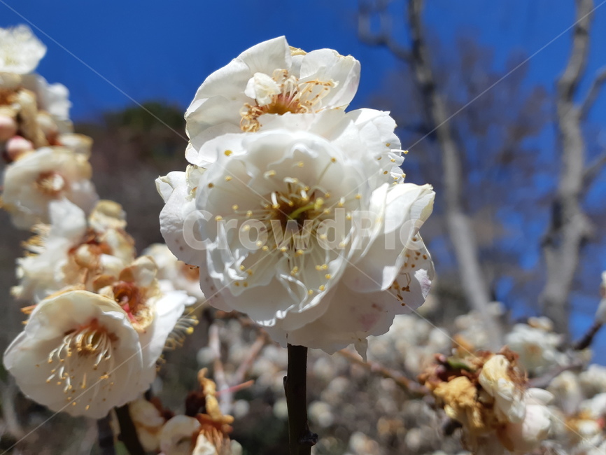 plant,식물,꽃,flower,매화