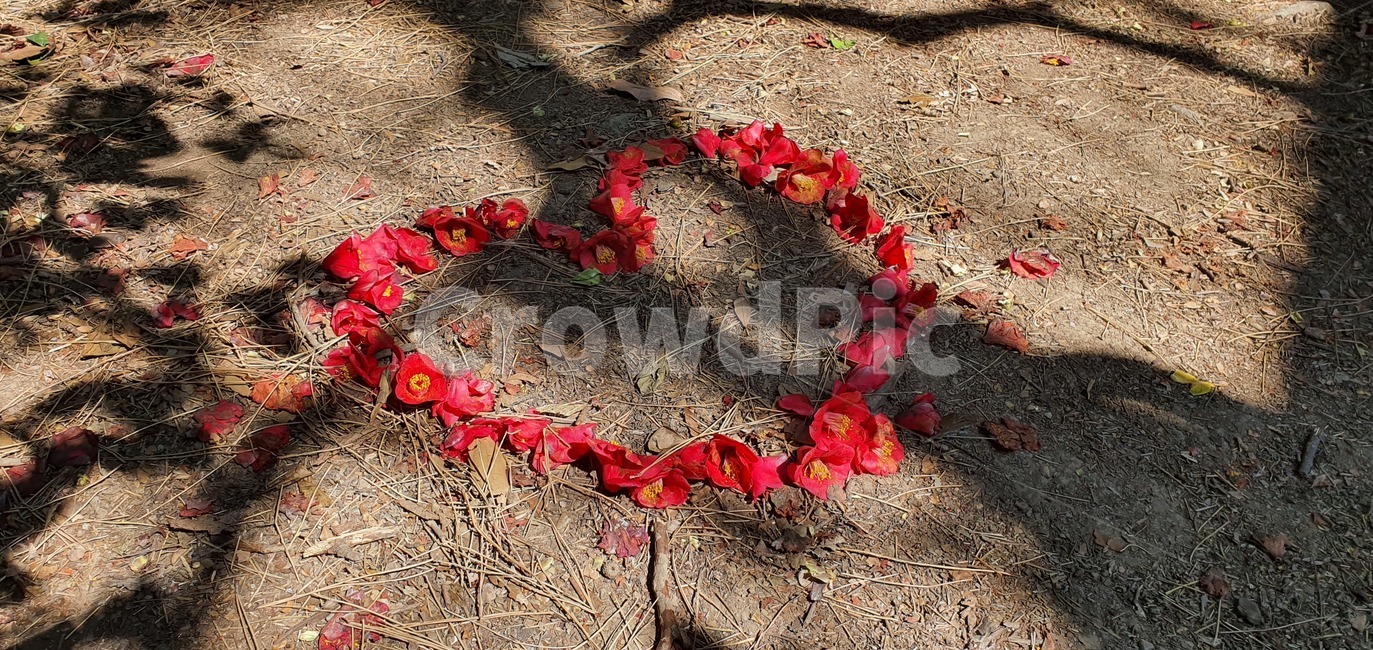 동백꽃,꽃,사랑,하트,ground,바닥,leaf,plant,식물,잎,blossom,petal,꽃잎