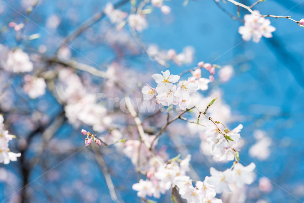 벚꽃,봄,감성,봄꽃,꽃,꽃나무,봄,계절,spring,season,식물,자연,plants,nature,꽃,flower,plant